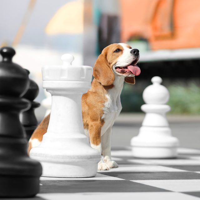 Tydzień majówkowy w Koneserze? Pełen smaku, relaksu i dobrej energii! 🌿  🎭 WYDARZENIA 🎭
🔸 28, 30.04 Zajęcia z Jogi Vinyasa w @kliniki_invimed
🔸 30.04 Festiwal Pizzy w @losteria.pl  🎨 SZTUKA 🎨
🔸 Do 30.04 Wystawa Jacka Piotrowskiego @yatzek.eu “Tam, gdzie dźwięk staje się obrazem” na Placu Konesera
🔸 Do 28.06 Wystawa “Kod wyobraźni - od Beksińskiego do Bielaka” w @muzeumsztukifantastycznej  🎉 ROZRYWKA 🎉
🔸 28.04 Pubquiz x Wyborowa w @setkipowodow  #koneser #warszawa #wydarzenia #sztuka